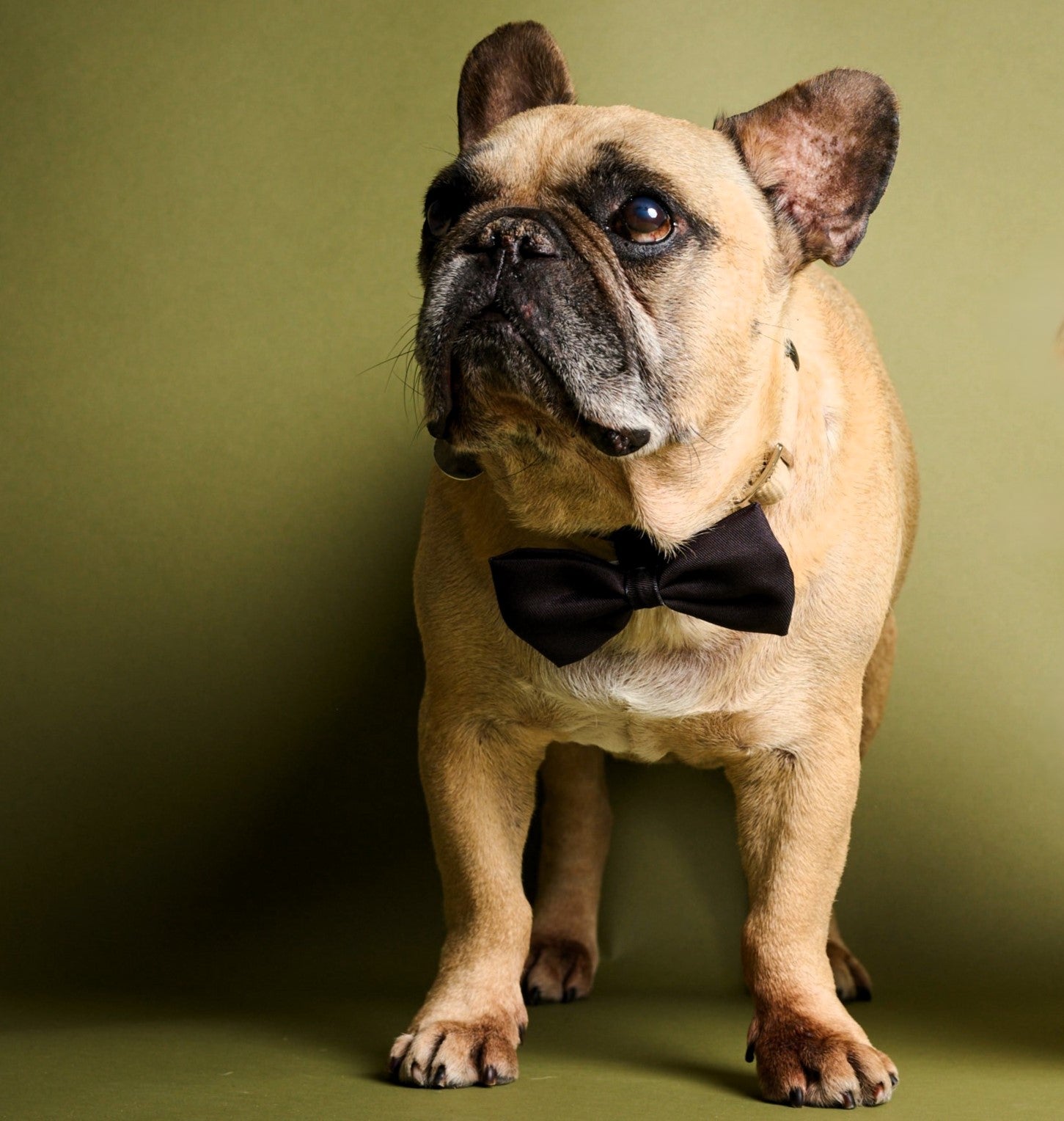James Bond Pet Bow Tie (Outlet Item)