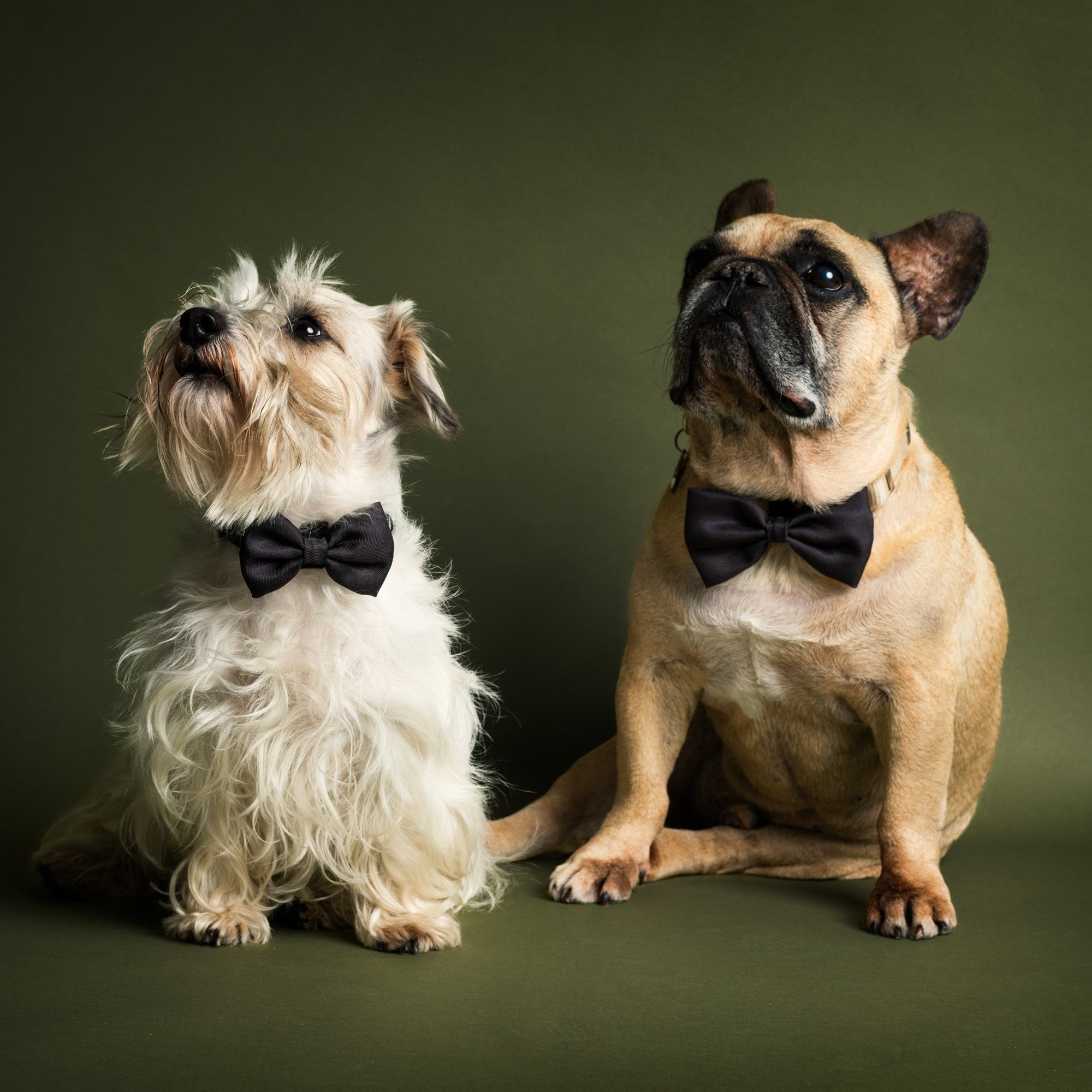 James Bond Pet Bow Tie (Outlet Item)