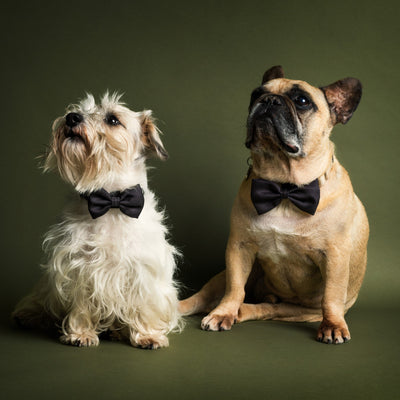 James Bond Pet Bow Tie (Outlet Item)