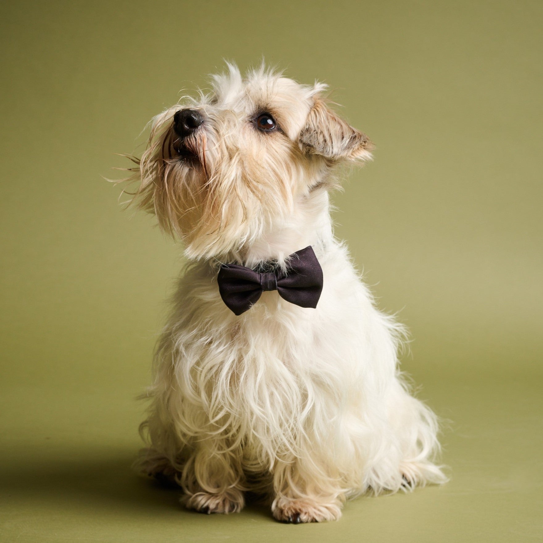 James Bond Pet Bow Tie (Outlet Item)