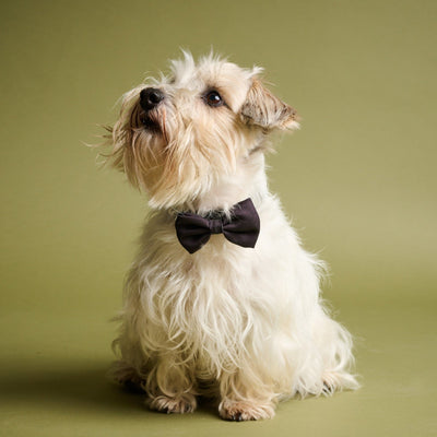 James Bond Pet Bow Tie (Outlet Item)