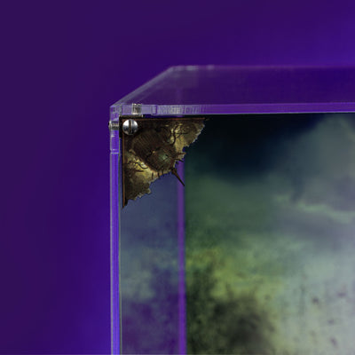 Limited Edition Display Case for Warhammer® 40,000 Mortarion, Daemon Primarch of Nurgle