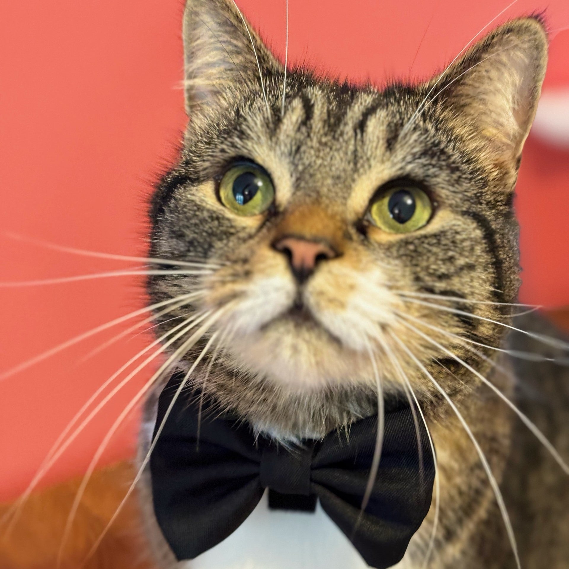 James Bond Pet Bow Tie (Outlet Item)